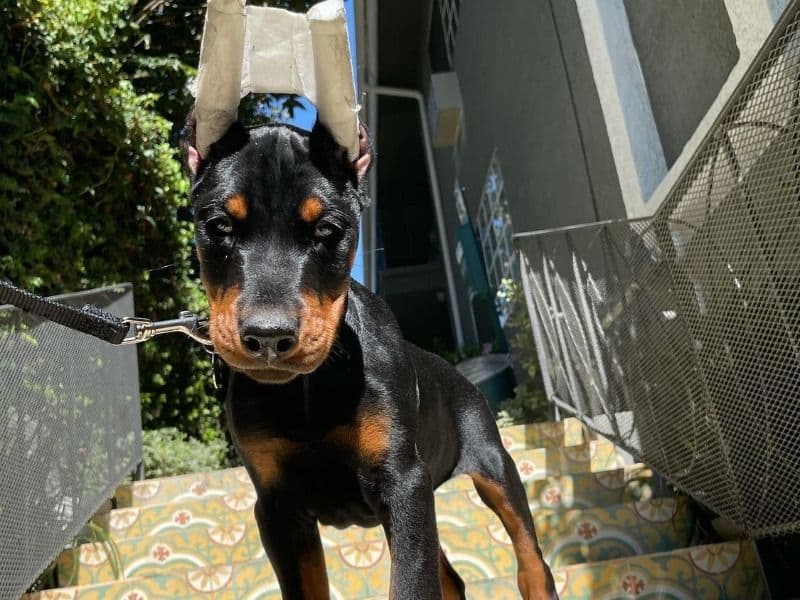 Leo primary photo
