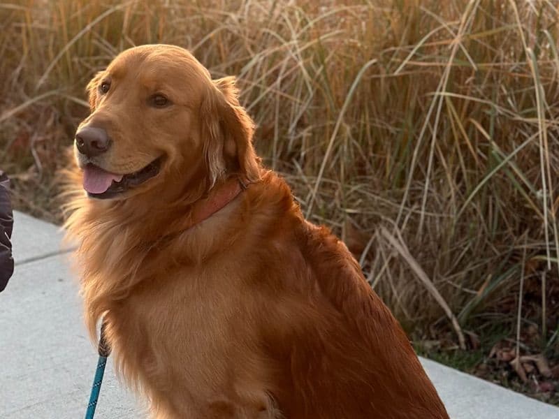 Golden Retriever 6 years 9 months old male medium named Kaine for breeding in Philadelphia County, Pennsylvania | Petmeetly