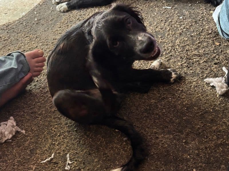 English Cocker Spaniel 7 months old male medium named Chewy for sale in El Paso County, Colorado | Petmeetly