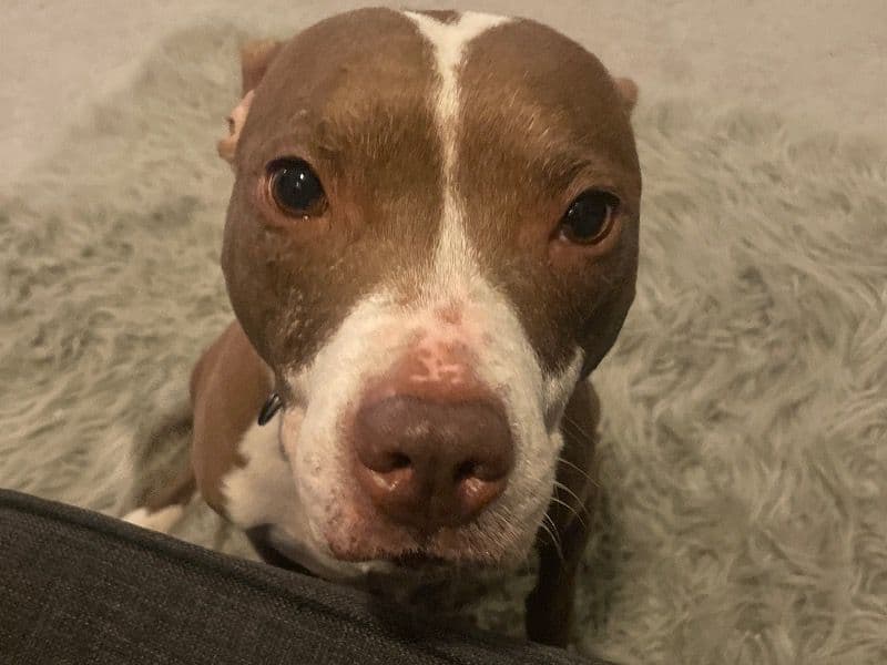 Cinnamon primary photo
