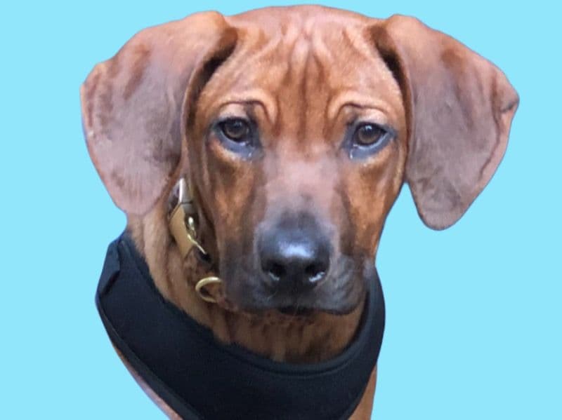 Kapper primary photo