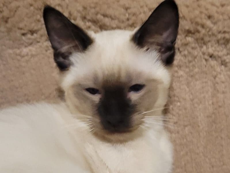 Siamese 3 months old male named Leo for sale in Van Wert County, Ohio | Petmeetly