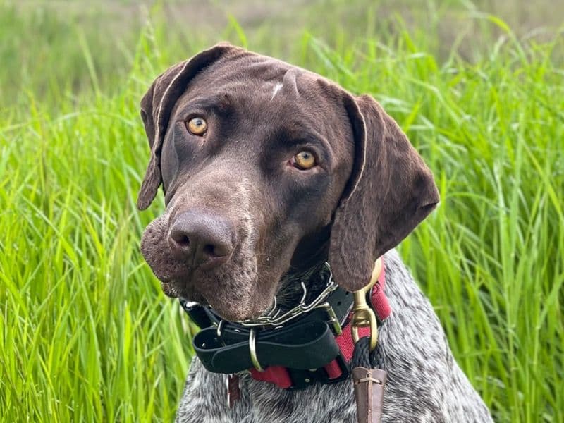 Ruger primary photo