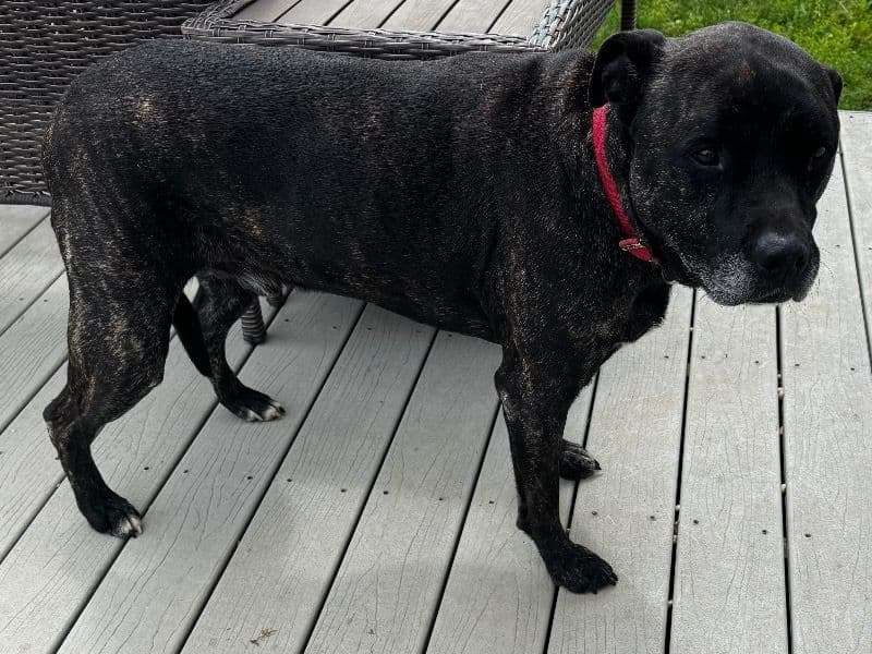 Labrabull 6 years 6 months old male large named Baker for sale in Licking County, Ohio | Petmeetly