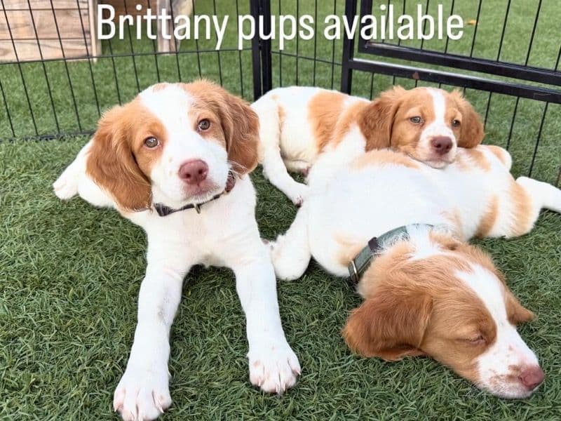 Brittany 2 months old male medium named Brittany's for sale in Riverside County, California | Petmeetly