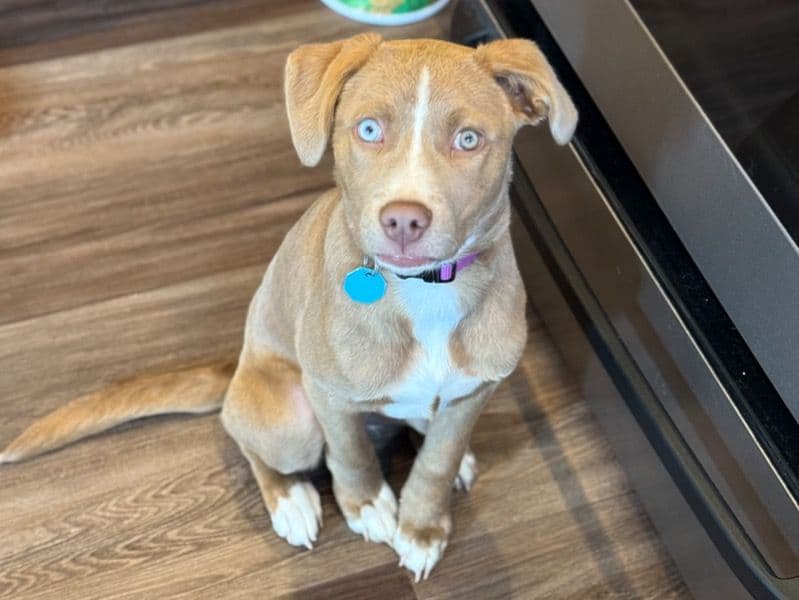 American PitBull Terrier 1 year 4 months old female medium named Koda for adoption in Fayette County, Kentucky | Petmeetly
