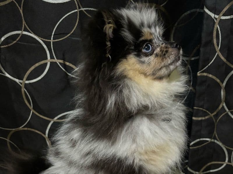 Mochi primary photo