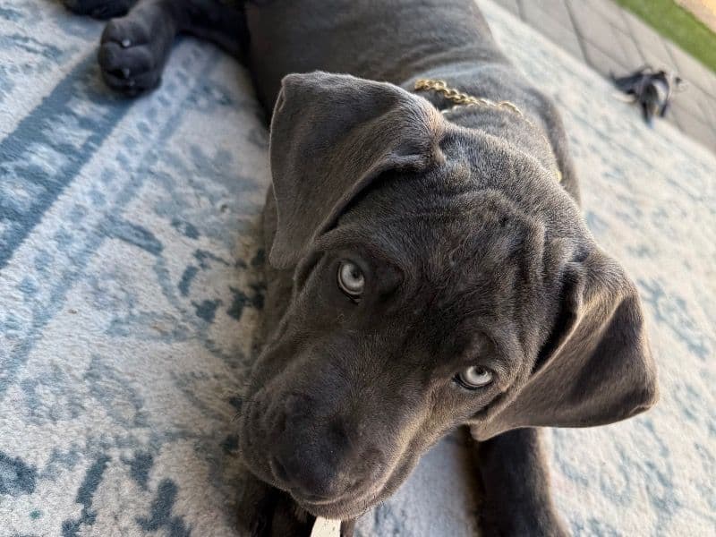 Cane Corso 3 months old female medium named Stormy for sale in Maricopa County, Arizona | Petmeetly