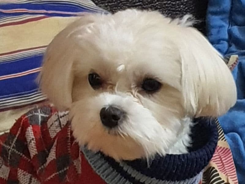 Momo primary photo