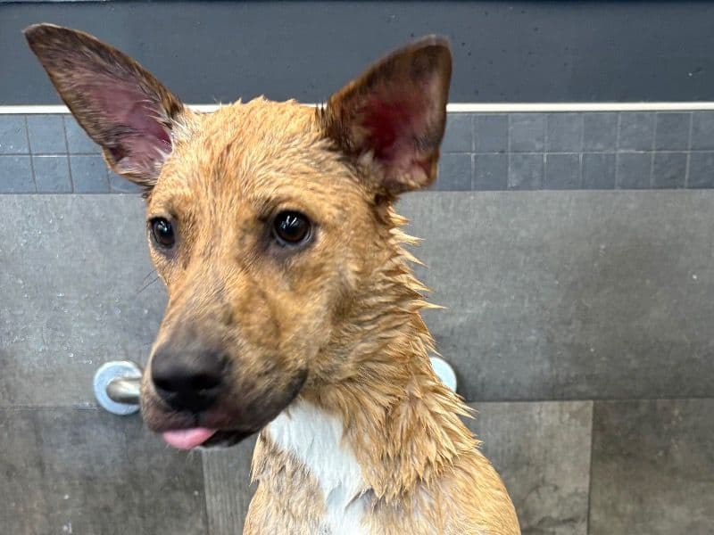 American PitBull Terrier 1 year 2 months old female medium named Kween for sale in Halifax Regional Municipality, Nova Scotia | Petmeetly