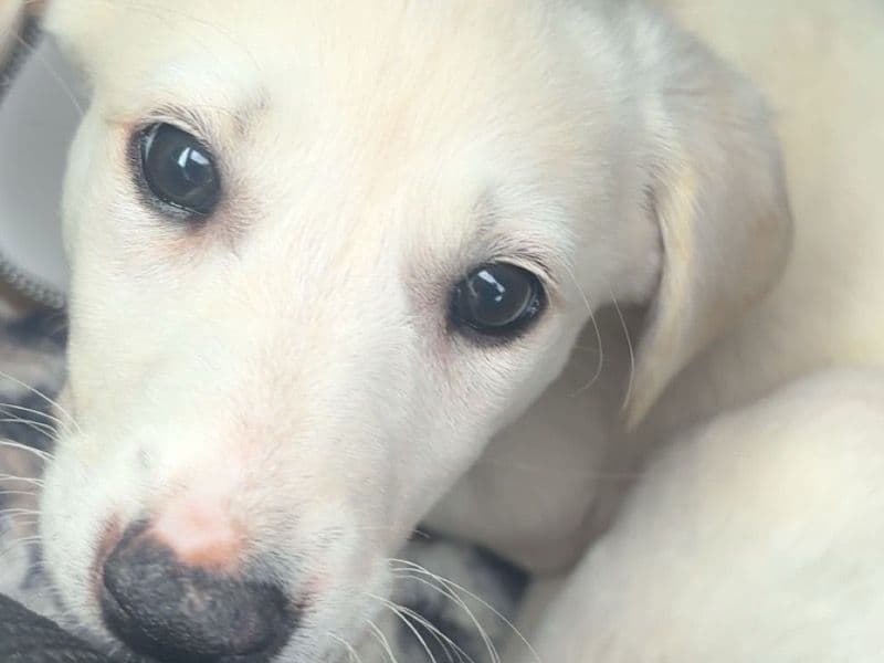 Layla primary photo