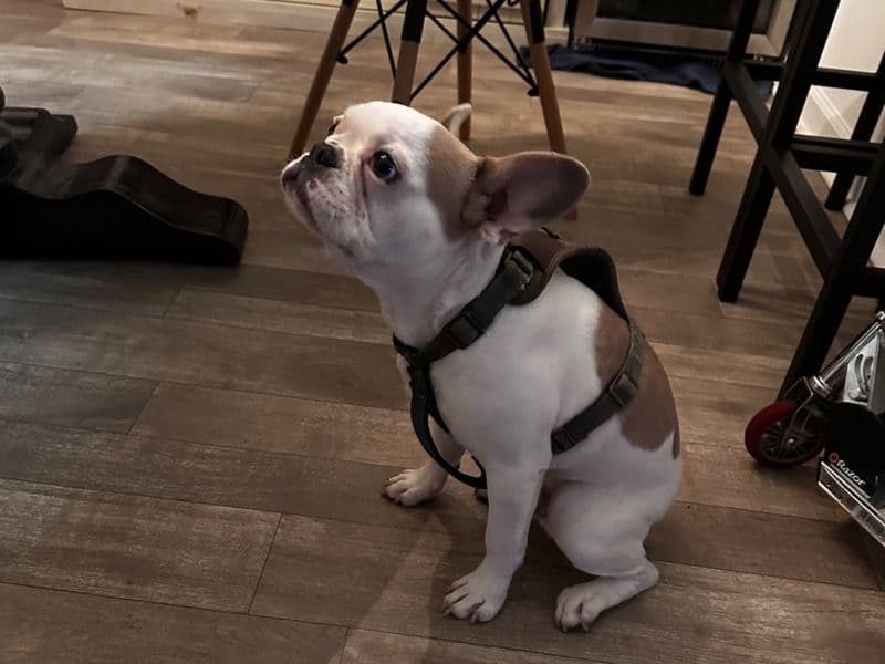 French Bulldog 11 months old male small named Pablo for sale in Gwinnett County, Georgia | Petmeetly