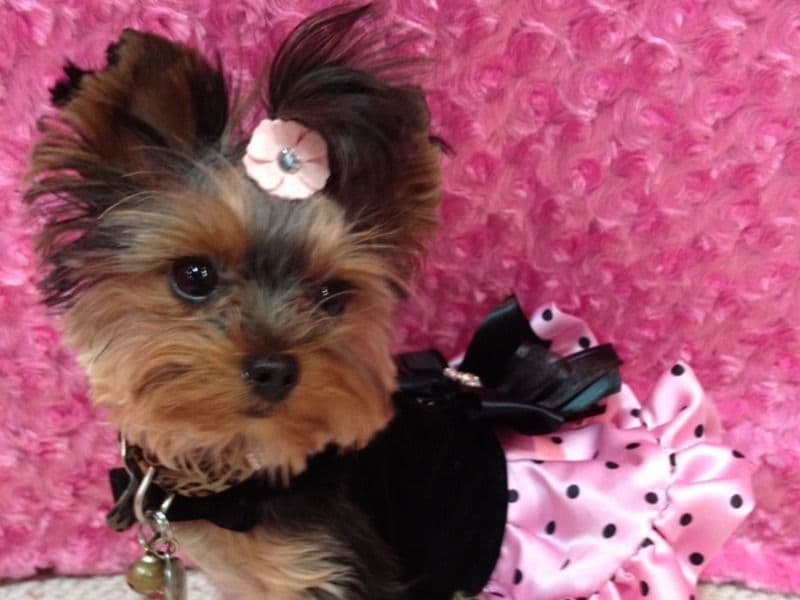 Teacup Yorkshire Terrier 4 months old female small named Nelly for adoption in Los Angeles County, California | Petmeetly
