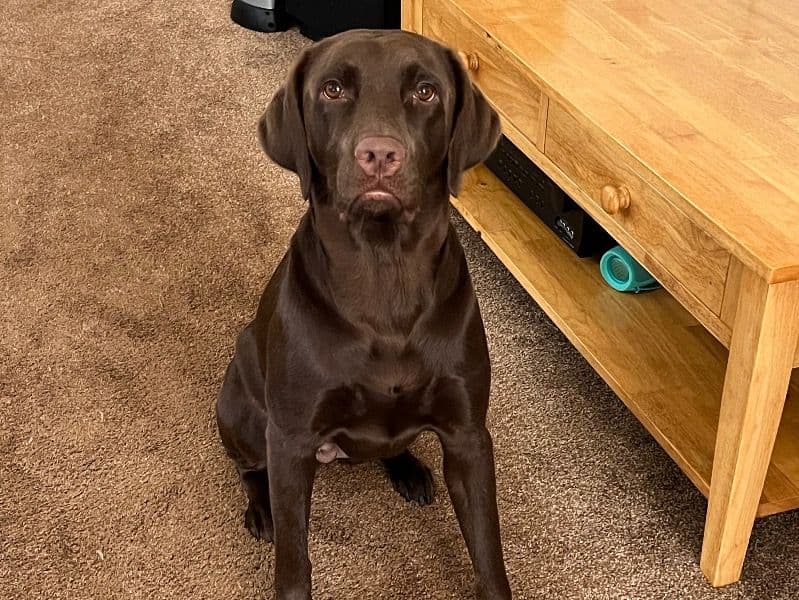 Penny primary photo