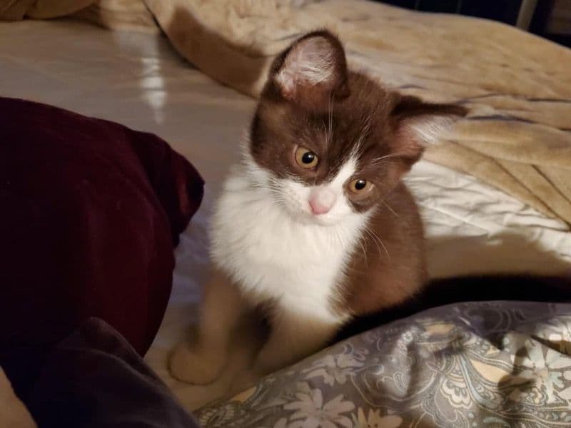 Ragdoll 5 months old male named No Name For Him Yet. for sale in Essex County, Ontario | Petmeetly