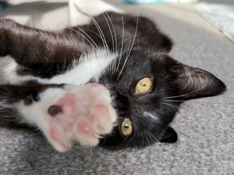 Mr Jingles primary photo