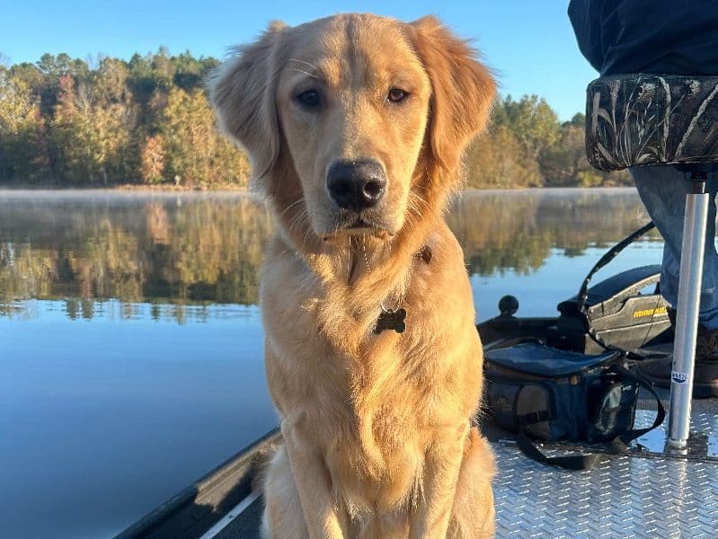 Golden Retriever 1 year 10 months old male large named Bodhi for breeding in Pickens County, South Carolina | Petmeetly