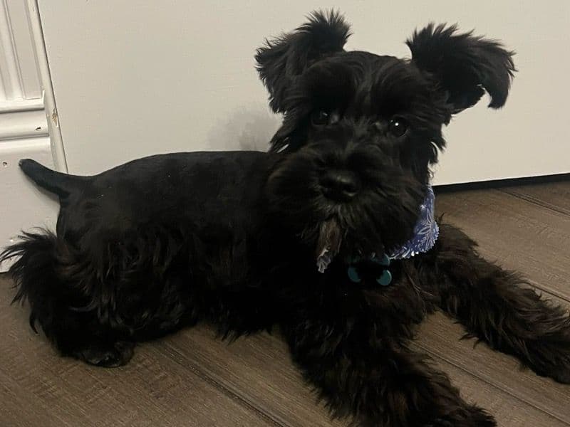 Leo primary photo
