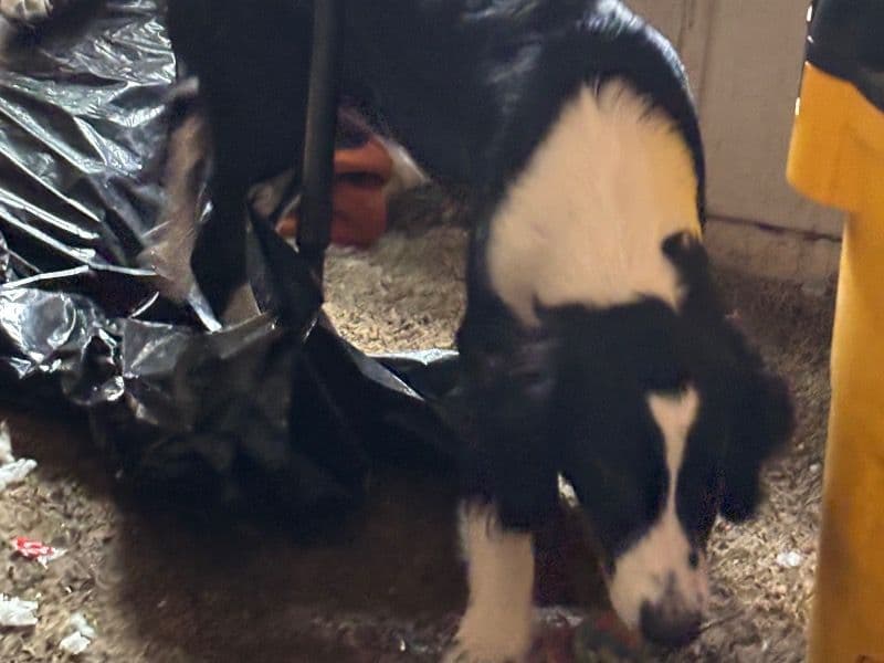 English Cocker Spaniel 7 months old male small named Panda 🐼 for sale in El Paso County, Colorado | Petmeetly