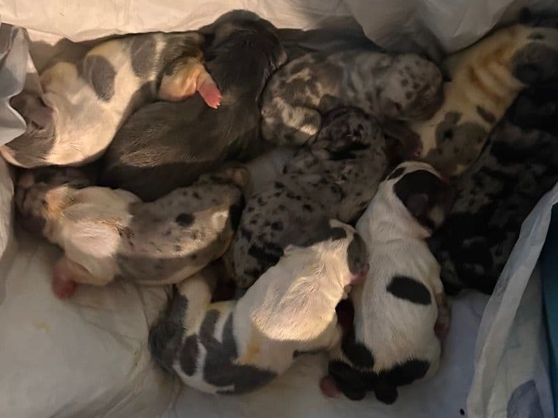 French Bulldog 7 months old male small named Multiple French Bulldog Puppies for sale in Palm Beach County, Florida | Petmeetly