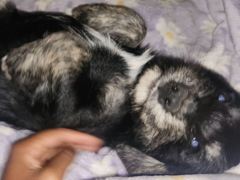 Brindle Pitbull 1 month old male medium named Big Paw for adoption in Washington County, Oklahoma | Petmeetly