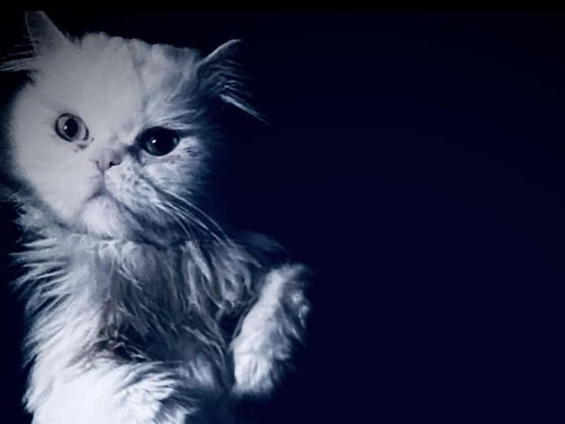 Persian 5 years 4 months old male named Little Man for breeding in Los Angeles County, California | Petmeetly