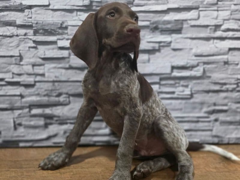 Hank primary photo