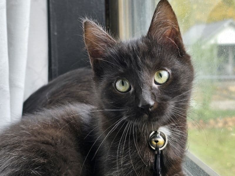 Bombay 3 months old female named Midnight for adoption in Greenville, Michigan | Petmeetly