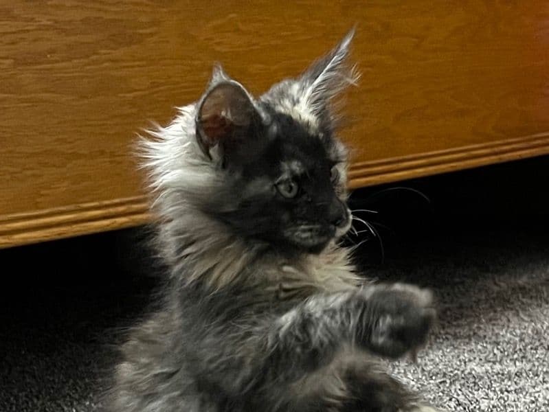 Mocha primary photo