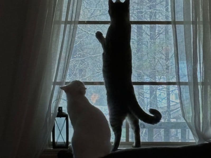Yuki And Pepper primary photo