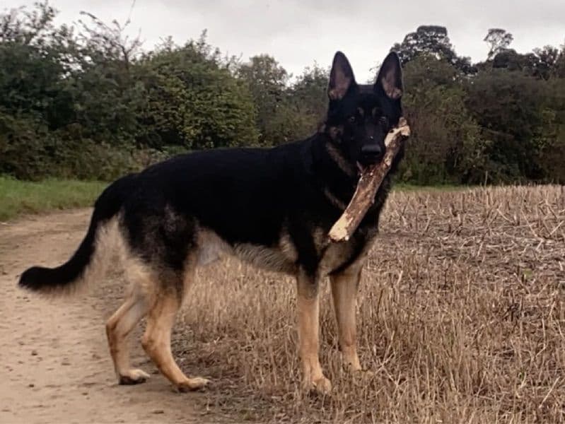 Simba primary photo