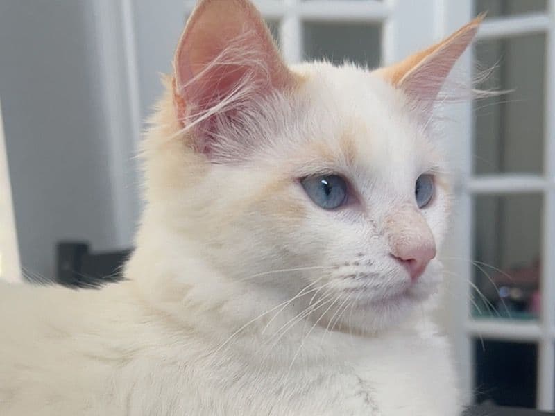 Ragdoll 2 years 6 months old female named Luna for breeding in Harris County, Texas | Petmeetly