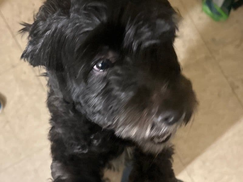 Maltipoo 1 year 6 months old male medium named Stormy for sale in Mercer County, New Jersey | Petmeetly