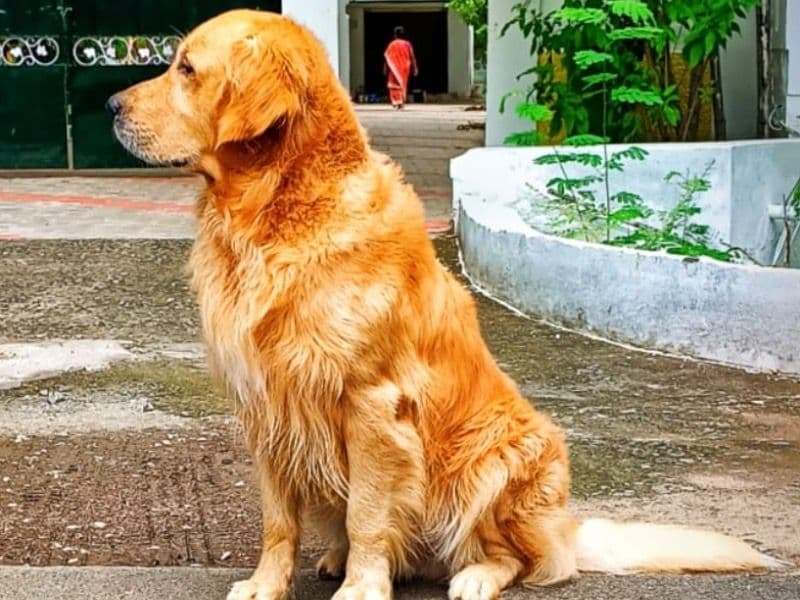 Golden Retriever 5 years 8 months old male large named Oscar for breeding in Chennai, Tamil Nadu | Petmeetly