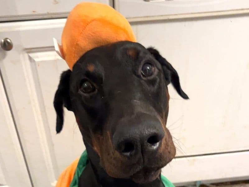 Doberman 1 year 9 months old male medium named Phoenix for adoption in Cape May County, New Jersey | Petmeetly