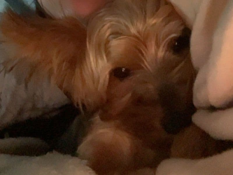 Yorkshire Terrier 3 years 1 month old male medium named Teddy for breeding in South Yorkshire, England | Petmeetly