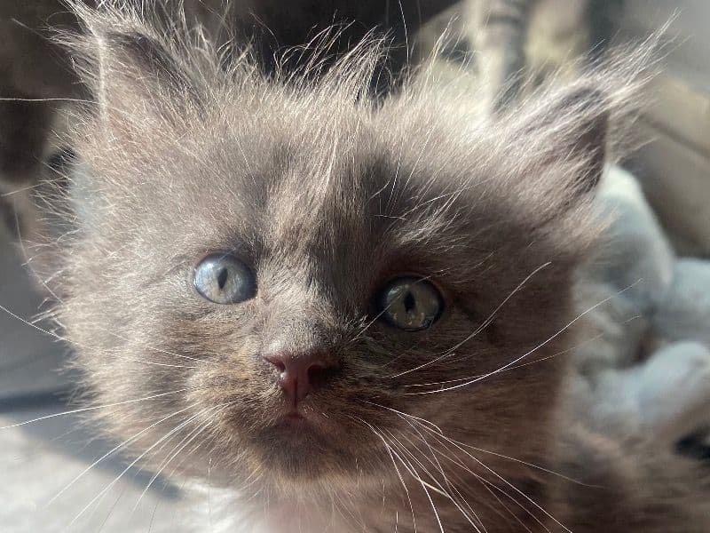 Fluffy primary photo