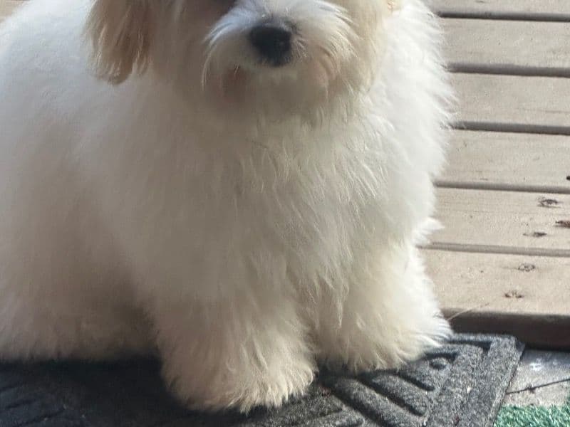 Lily primary photo