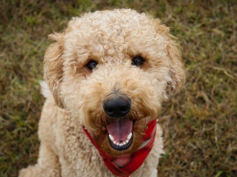 Hank primary photo