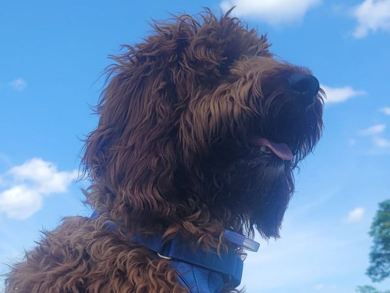 Benji primary photo