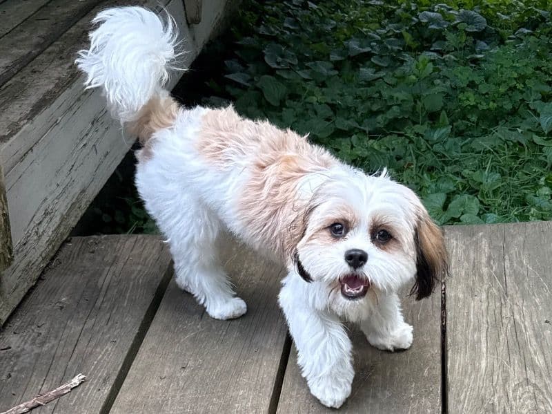 Penny primary photo