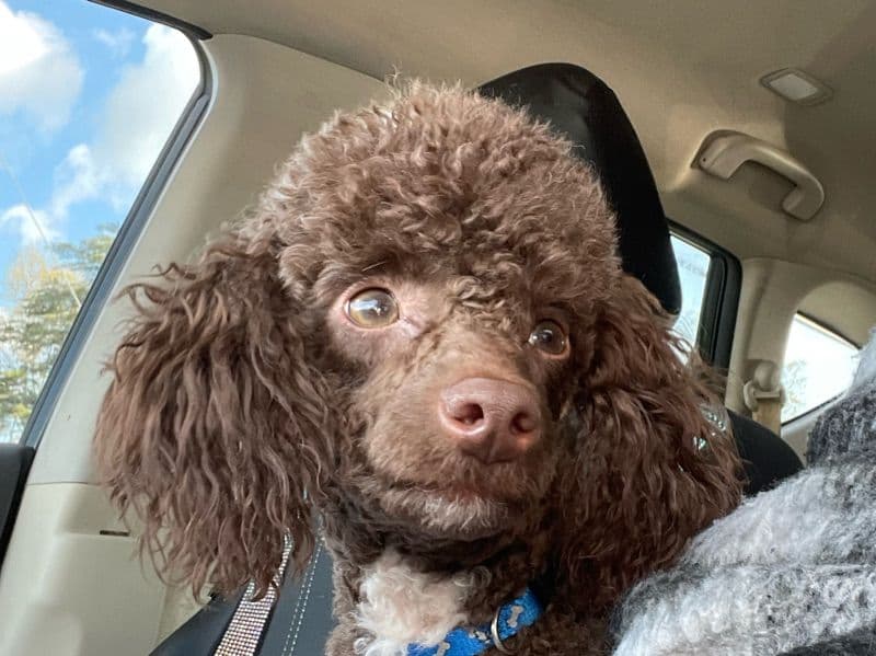 Koda primary photo