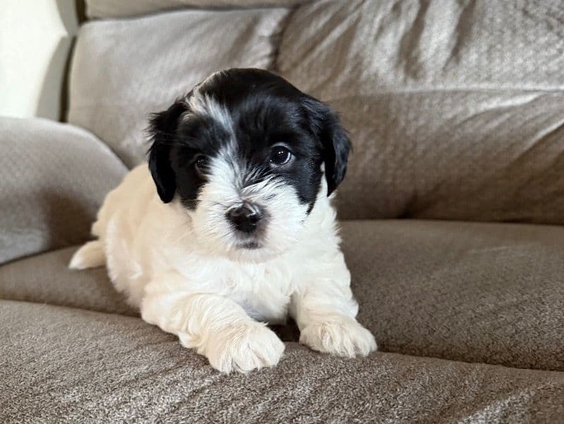 Maltipoo primary photo