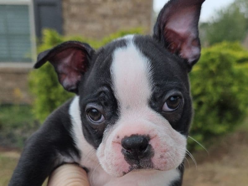 Boston Terrier 3 months old male small named Male for sale in Oklahoma County, Oklahoma | Petmeetly
