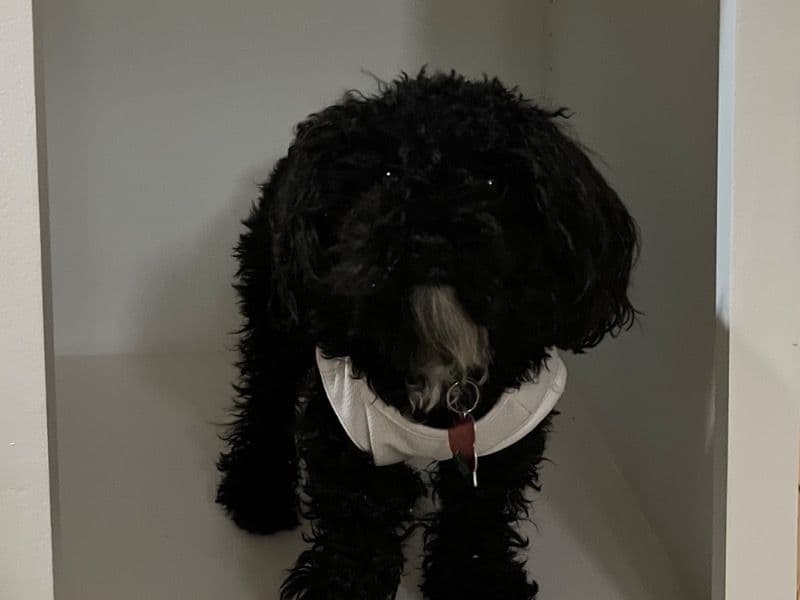 Hershey primary photo