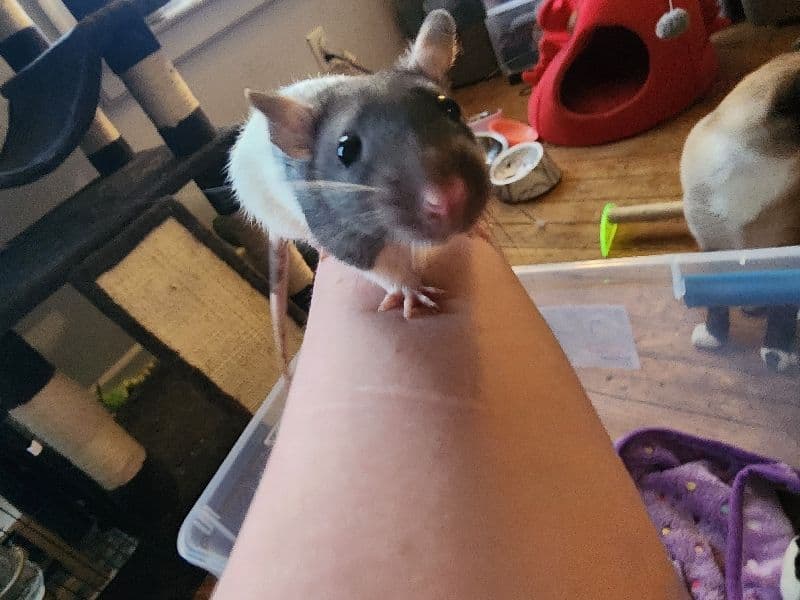 3 Baby Male Rats primary photo