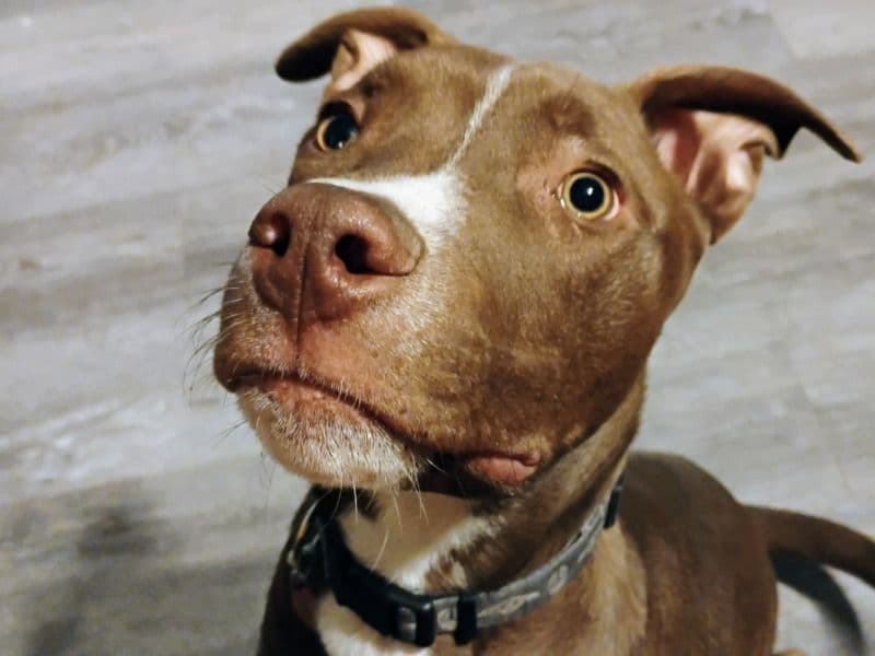 Mocha primary photo