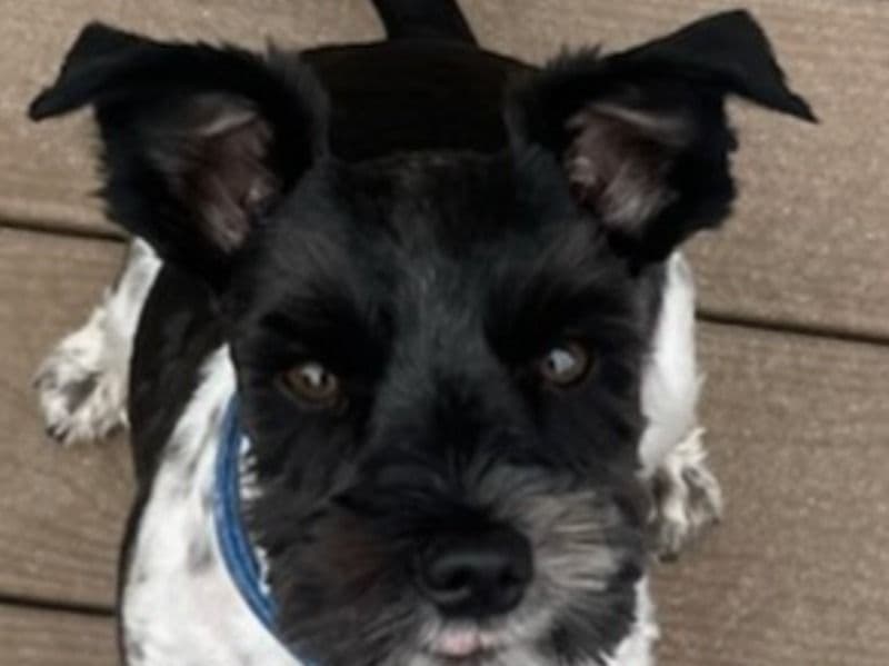 Frannie primary photo
