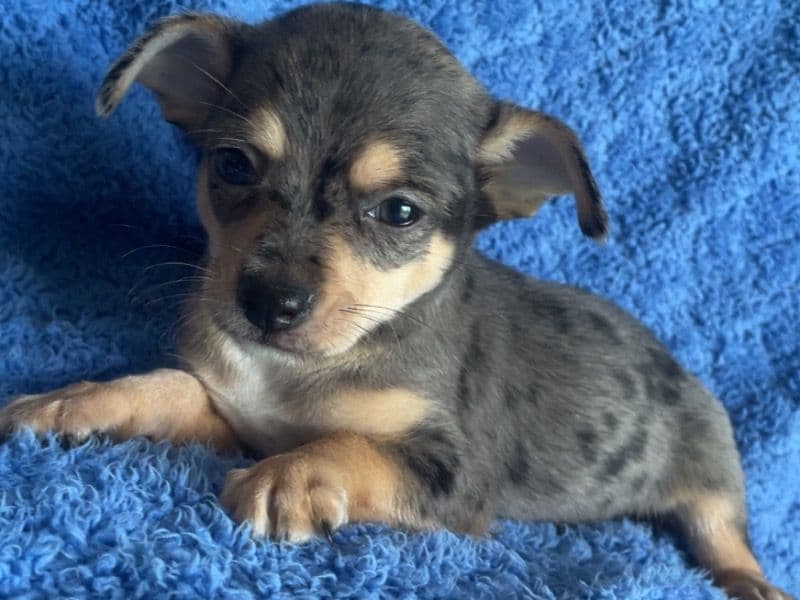 Spike primary photo