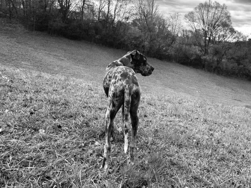 Apollo primary photo